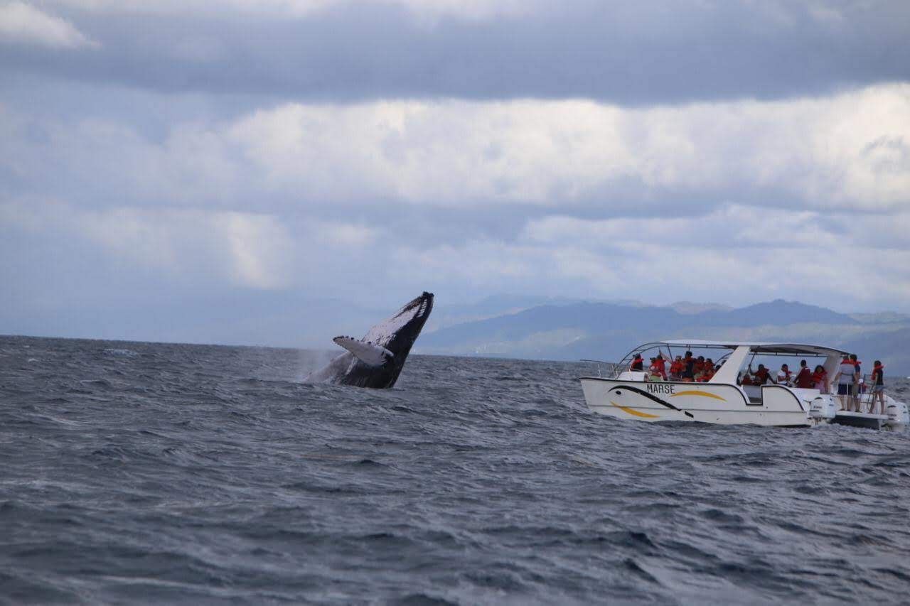 Medio Ambiente inicia temporada de observación de ballenas bajo protocolo sanitario