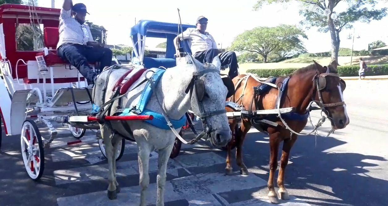 VIDEO | Cocheros de Santiago opuestos al cambio de caballos por carros eléctricos