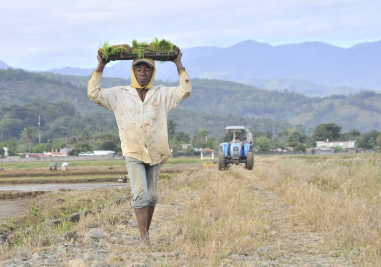 Precios del arroz se mantendrán estables