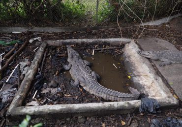 Rescatan tres cocodrilos  retenidos bajo condiciones deplorables por el expelotero José Rijo