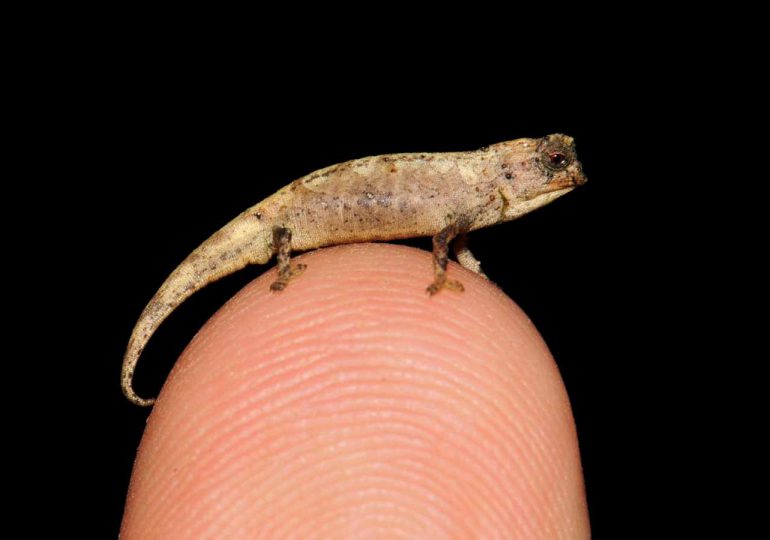 Descubren el reptil más pequeño del mundo, cabe en la punta de un dedo