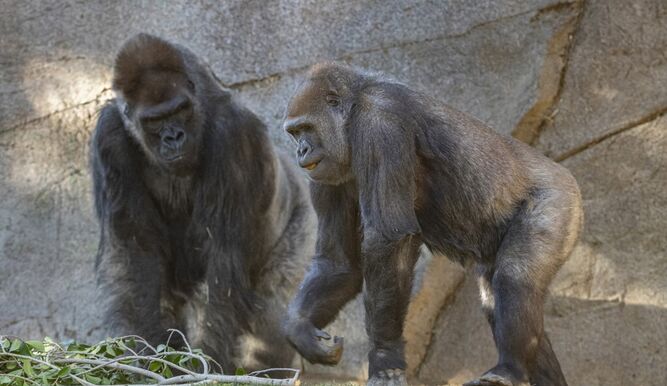 Primates de un zoológico de EEUU son vacunados contra el Covid-19