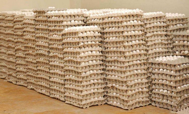Sector avícula será intervenido para estabilizar precios del huevo
