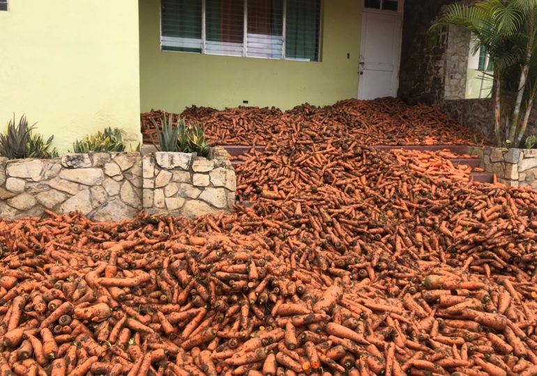 Agricultores de Constanza lanzan sus cosechas de zanahorias en protesta por exceso de importaciones