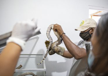 Procuraduría para el Medio Ambiente rescata una boa y un pitón en negocio de la capital