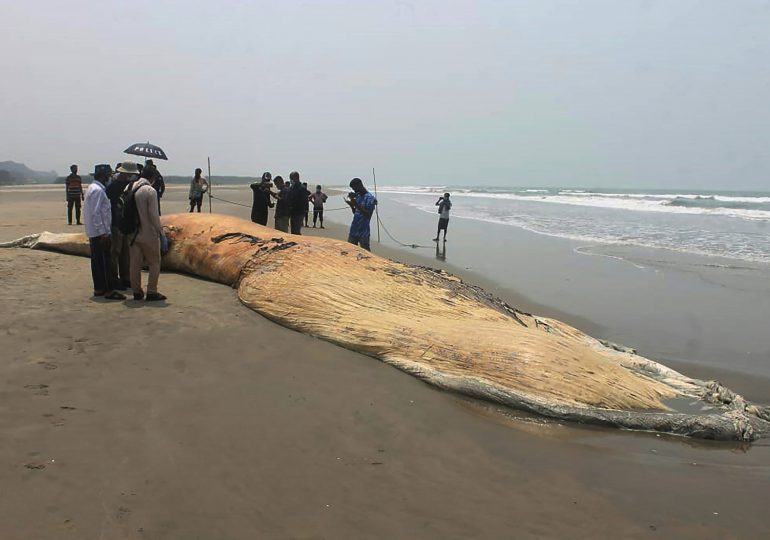 Cadáveres de dos ballenas encallados en una playa de Bangladés