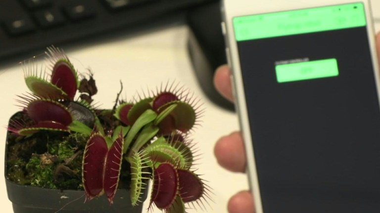 Combinar tecnología y naturaleza para crear "robots-plantas"