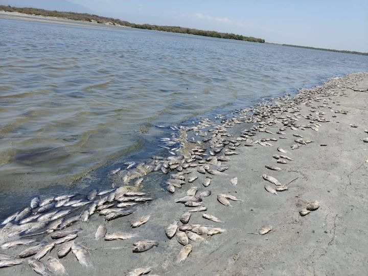 VIDEO | Miles de peces mueren en la Laguna “La Sierra” en Bahía de Neyba