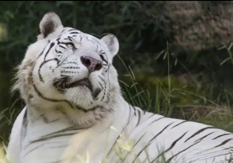 Argentina envía dos tigres blancos a santuario en EEUU
