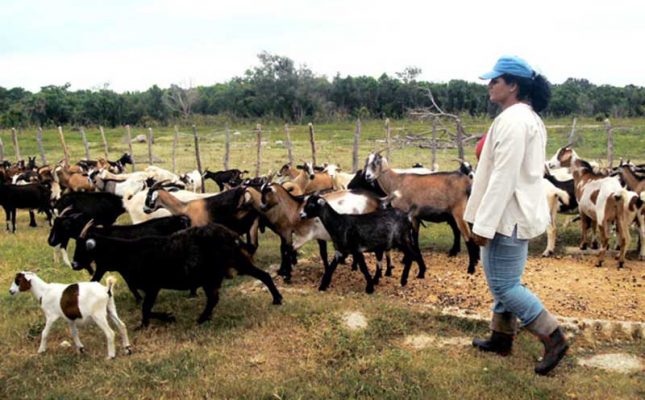 Cuba autoriza sacrificar ganado para vender carne, antes era castigado con cárcel