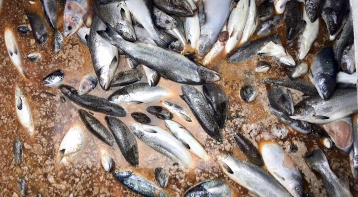 Más de 4,200 toneladas de salmones muertos en sur de Chile por floración de algas