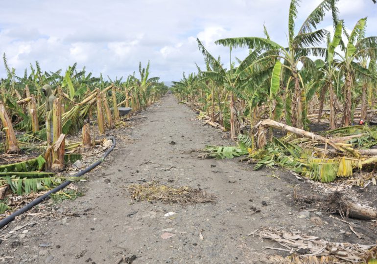 VIDEO | Agricultura apoyará a productores afectados por granizada en el Cibao con financiamientos a tasa cero