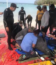 Medio Ambiente inicia etapa final para liberar en mar abierto a tres manatíes
