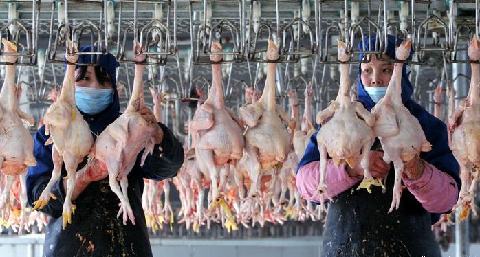 China confirma primer contagio humano de cepa de gripe aviar
