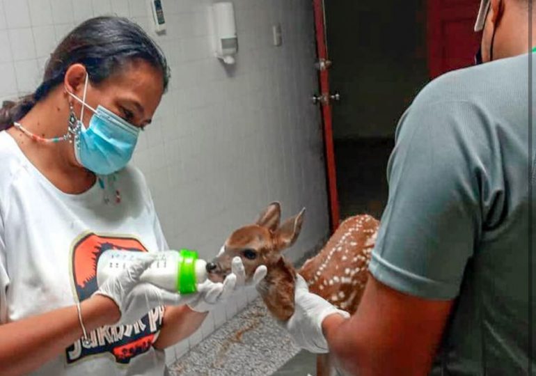Zoológico Nacional se hace cargo del venado bebé que apareció en SPM