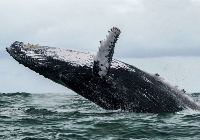 Una ballena se "traga" a un pescador y luego lo escupe vivo