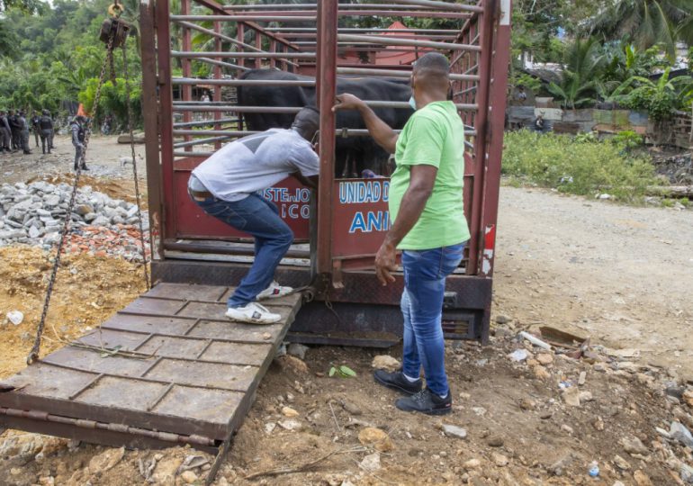 Procuraduría de Medio Ambiente retira vacas y cerdos criados sin control en Arroyo Hondo