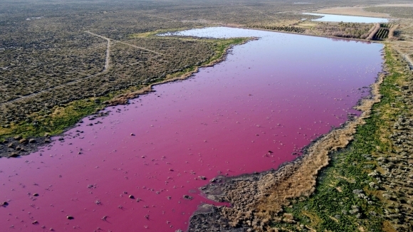 Una laguna rosada por la polución de industrias pesqueras en Argentina