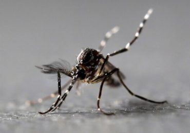 Detectan mosquitos portadores de un virus capaz de paralizar a los humanos