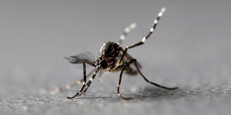 Detectan mosquitos portadores de un virus capaz de paralizar a los humanos