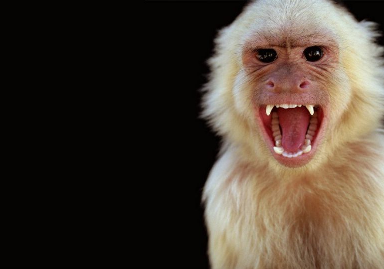 Letalidad, contagio, tratamiento: todo lo que tiene que saber sobre la viruela del mono