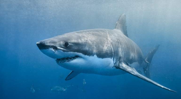 Un tiburón mata en Brasil a un bañista que había entrado al agua a orinar