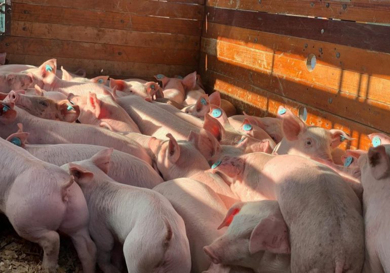 Dirección de Ganadería garantiza consumo de carne de cerdo sin ningún riesgo