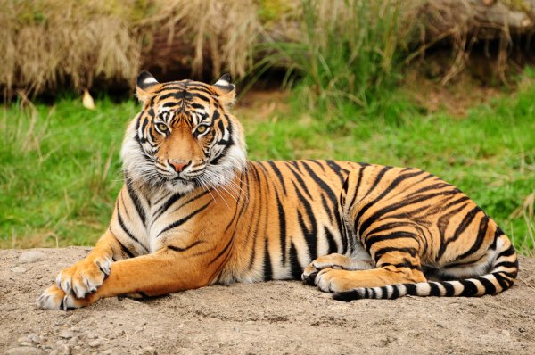 Hoy se celebra Día Internacional del Tigre: 10 datos curiosos sobre este gran felino
