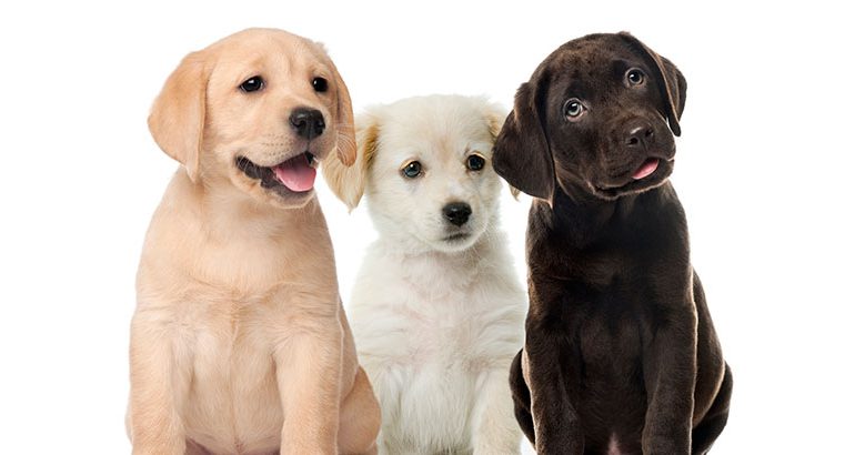¿Sabías que hoy 21 de julio, es el Día Mundial del Perro?