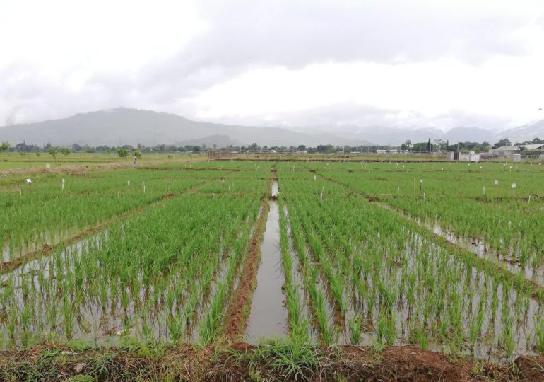 VIDEO | Ministerio de Agricultura informa tormenta tropical Fred no causó daños al sector agrícola