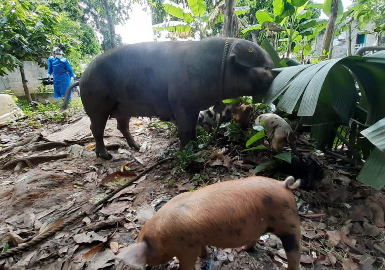 Gobierno garantiza compensación económica para porcicultores cuyos cerdos sean sacrificados