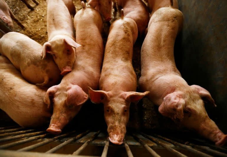 Gobierno crea comisión para erradicar peste porcina africana; Ejército y COE participarán