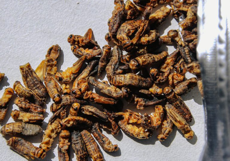 Insectos, la nueva proteína aprobada para consumo en Portugal
