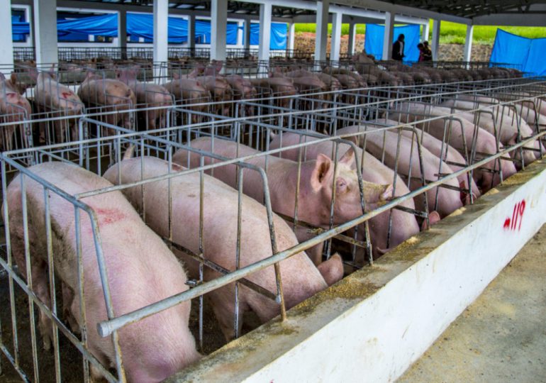 Se eleva a 15 las provincias afectadas por peste porcina africana