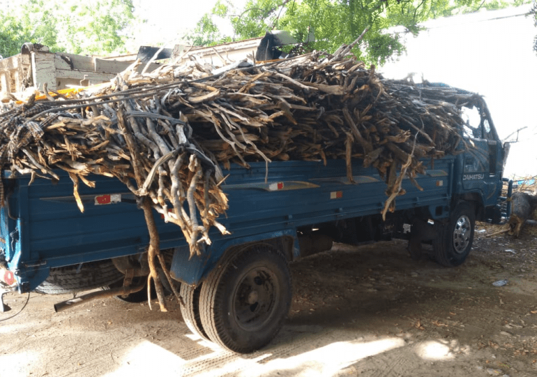 Tribunal de Pedernales sanciona a mujer por traficar con troncos de guaconejo