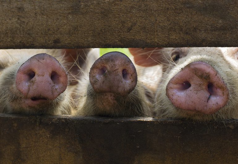 VIDEO | Peste porcina africana en Monte Plata, Espaillat y SPM, asciende a 14 provincias con focos