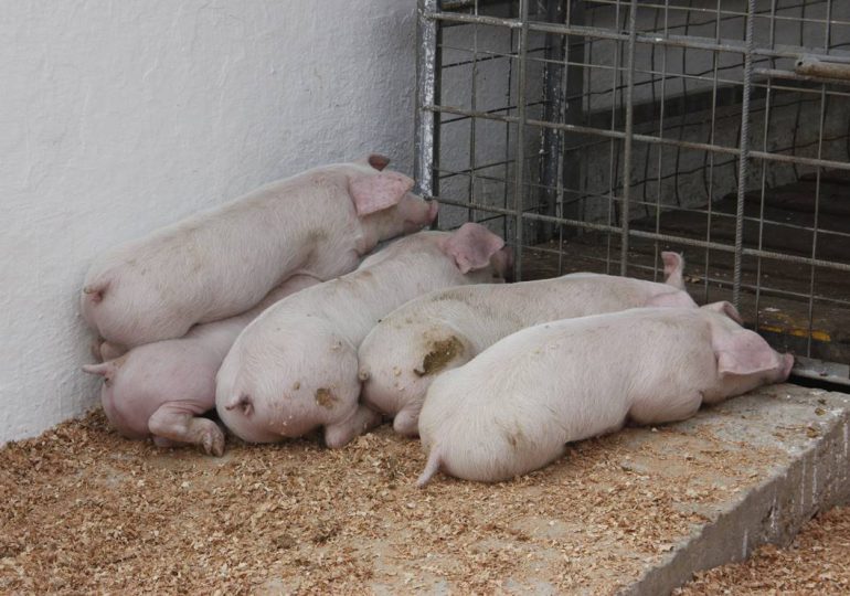 Agricultura exhorta a porcicultores buscar alternativas de producción hasta erradicar peste porcina