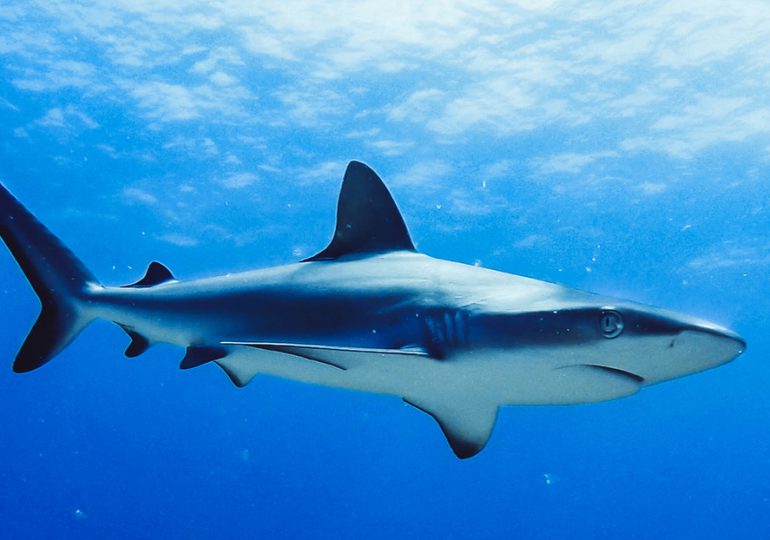 Un hombre muere por un ataque de tiburón en una playa australiana