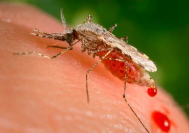 Detectan forma de malaria resistente a medicamento en África