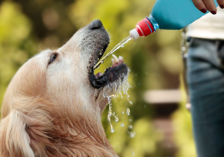 Baños, hidratación y aire fresco: cómo prevenir un golpe de calor en los perros