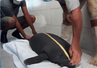 VIDEO | Bebé manatí encontrada en playa de Barahona recibe cuidados en el Acuario Nacional