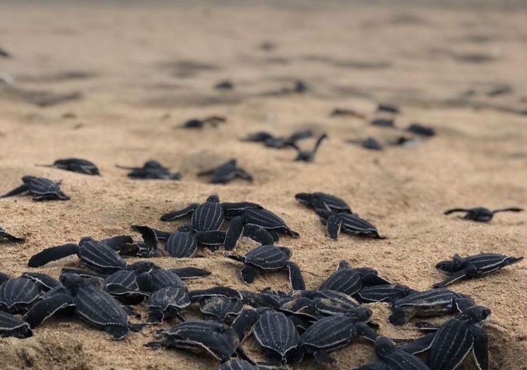 Medio Ambiente registra 141 nidos de tortugas