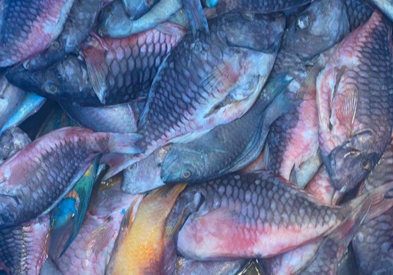 Medio Ambiente decomisa 1,732 libras de pescados y lambies en veda durante operativo simultáneo en seis provincias