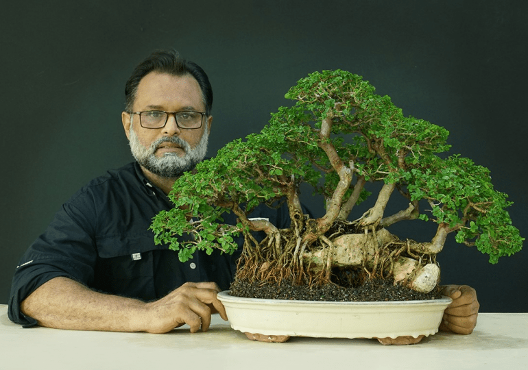 Anuncian exposición de bonsáis con más de 60 muestras