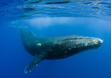 Científicos recolectan el soplo de las ballenas para medir el estrés provocado por el turismo