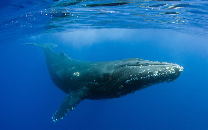 Científicos recolectan el soplo de las ballenas para medir el estrés provocado por el turismo