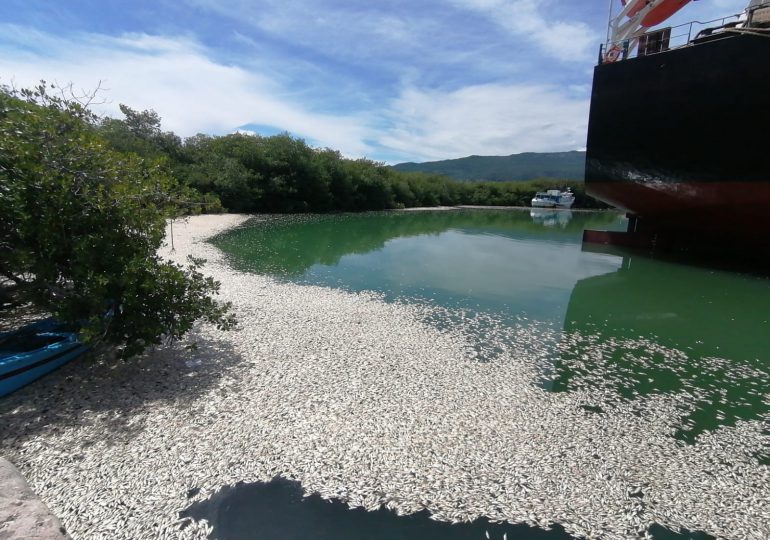 VIDEO | Medio Ambiente investiga muerte de peces cerca de puerto El Cayo en Barahona