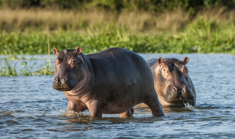 Esterilizan 24 hipopótamos en Colombia legado de Pablo Escóbar