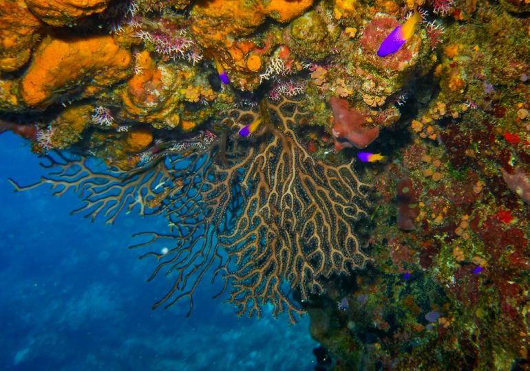Actividades en torno a los arrecifes de coral en polos turísticos generan más de mil millones de dólares al año