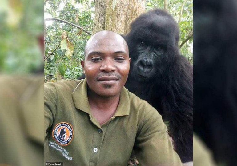 Muere Ndakasi, la «gorila del selfie», en el parque congoleño de Virunga